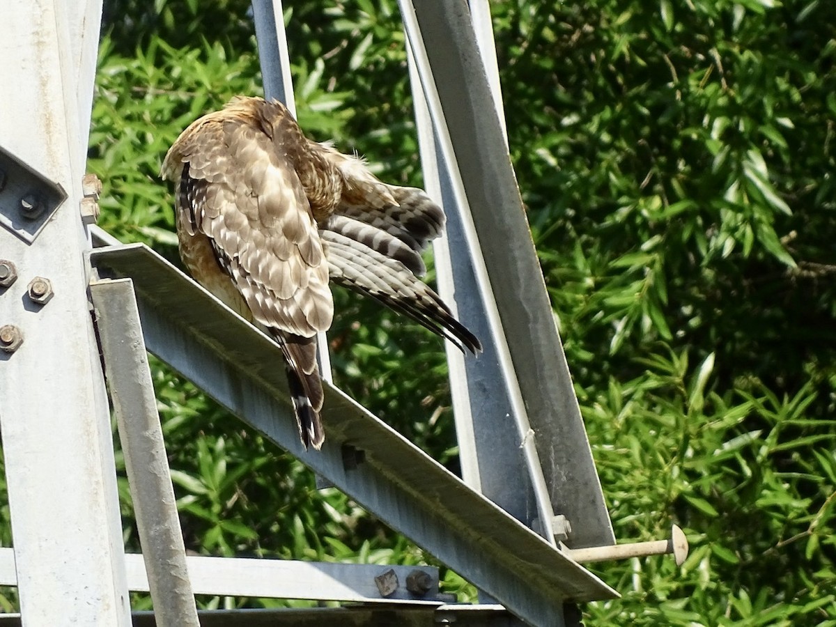 Red-shouldered Hawk - ML241031291