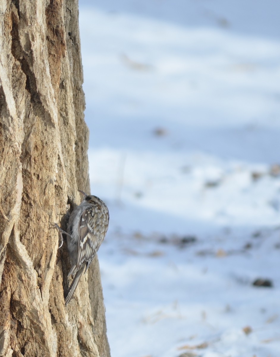 Eurasian Treecreeper - ML24103131