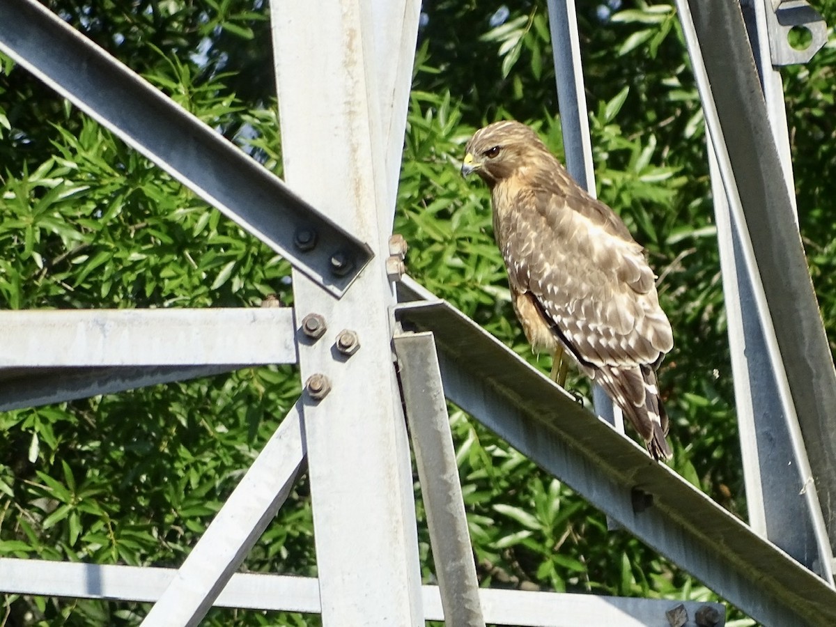 Red-shouldered Hawk - ML241031311