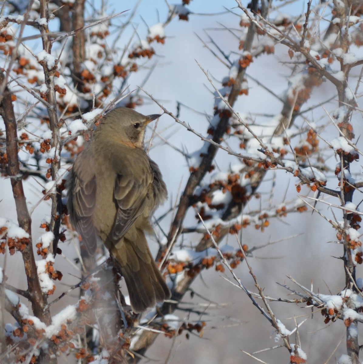 Red-throated Thrush - ML24103161