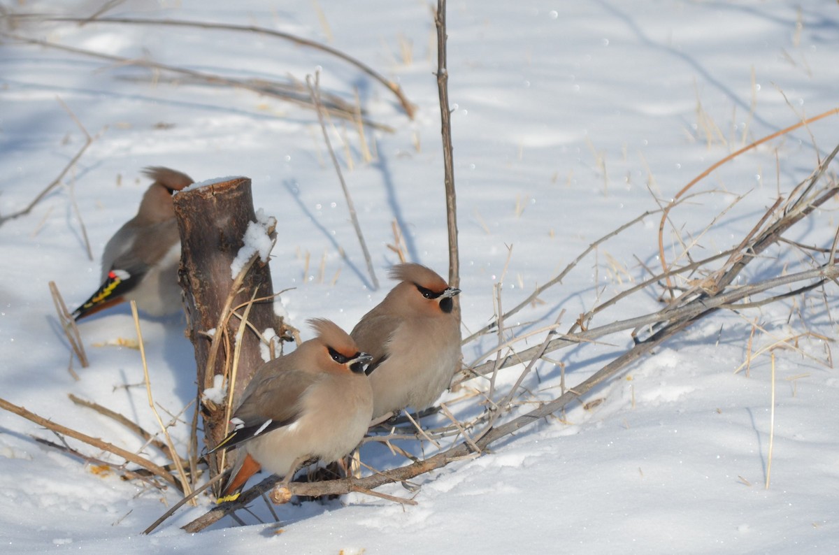 Bohemian Waxwing - ML24103181