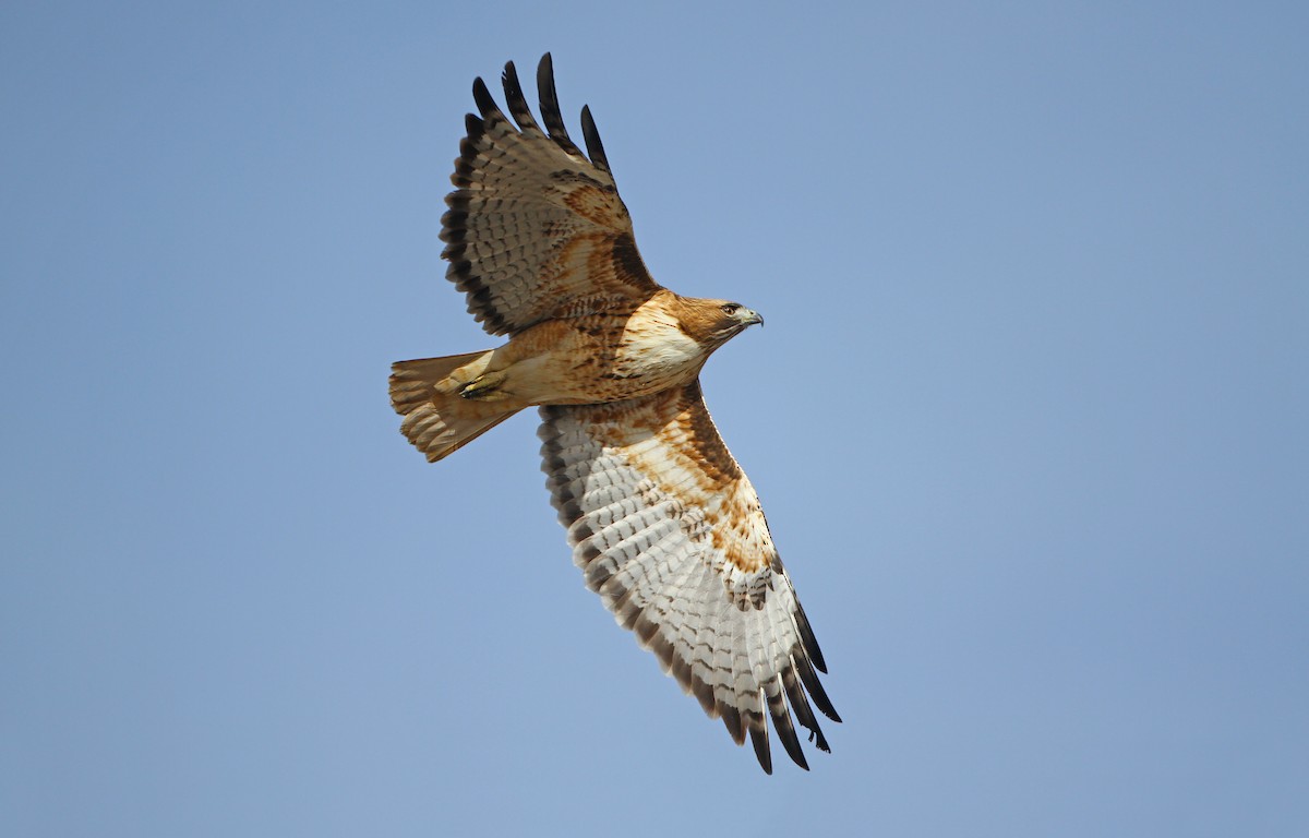 Red-tailed Hawk (calurus/alascensis) - ML241032611