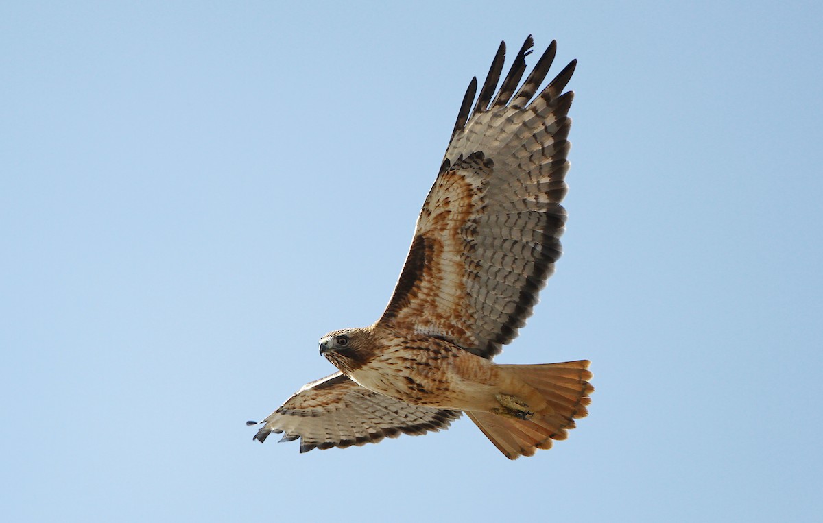 Red-tailed Hawk (calurus/alascensis) - ML241032621