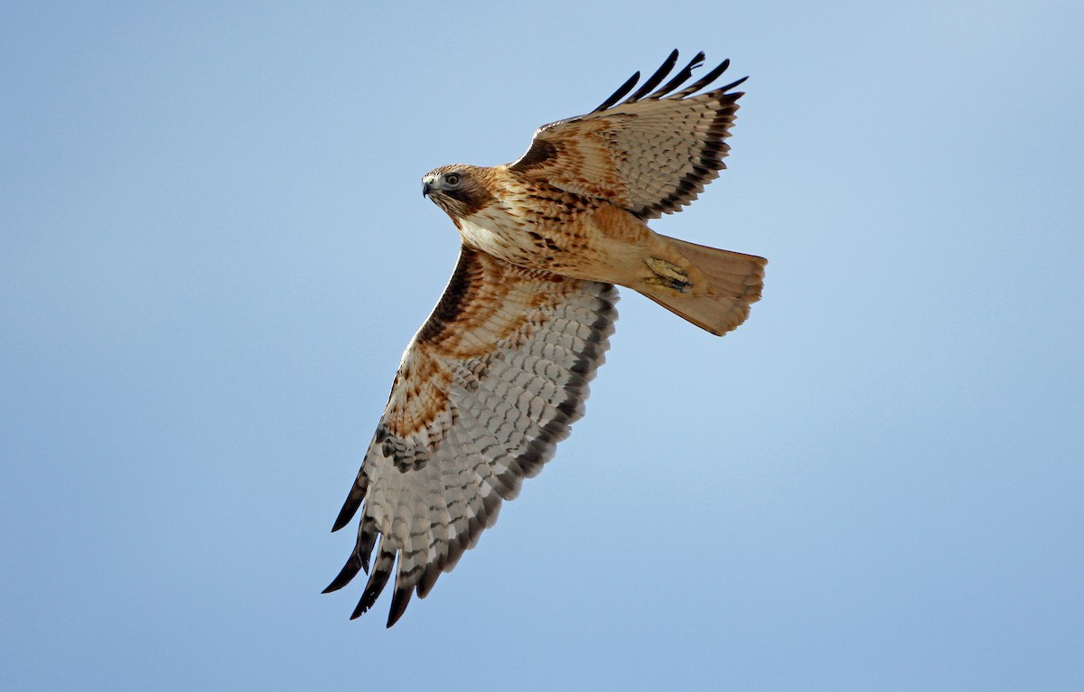 Red-tailed Hawk (calurus/alascensis) - ML241032641