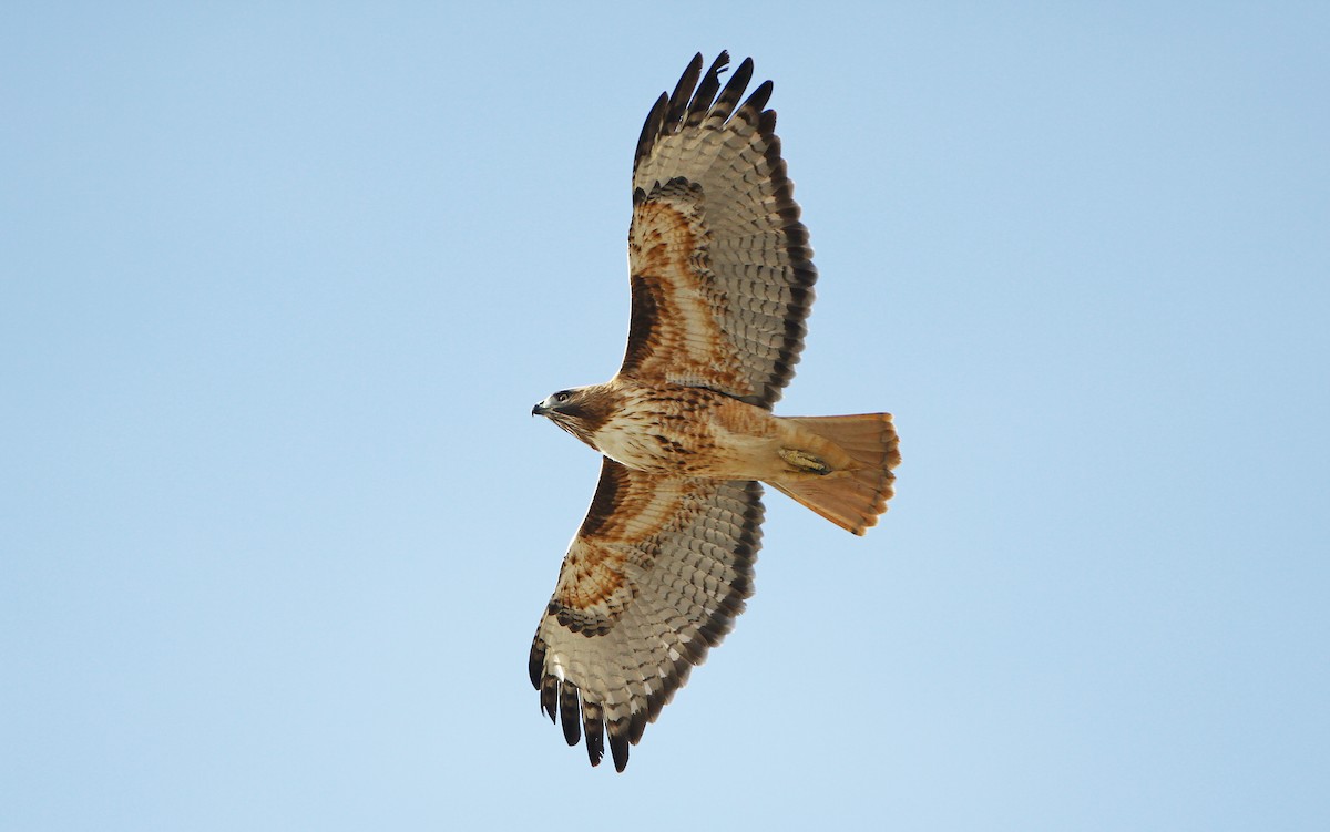 Red-tailed Hawk (calurus/alascensis) - ML241032651