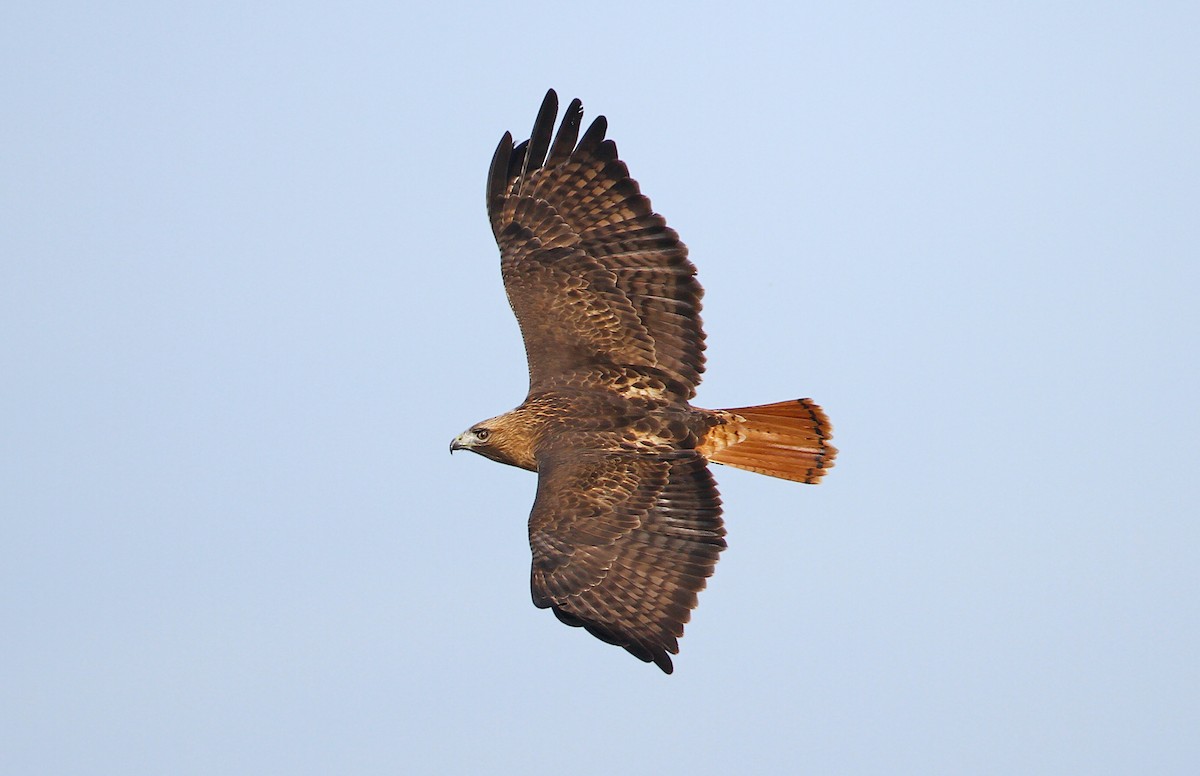 Red-tailed Hawk (calurus/alascensis) - ML241032701