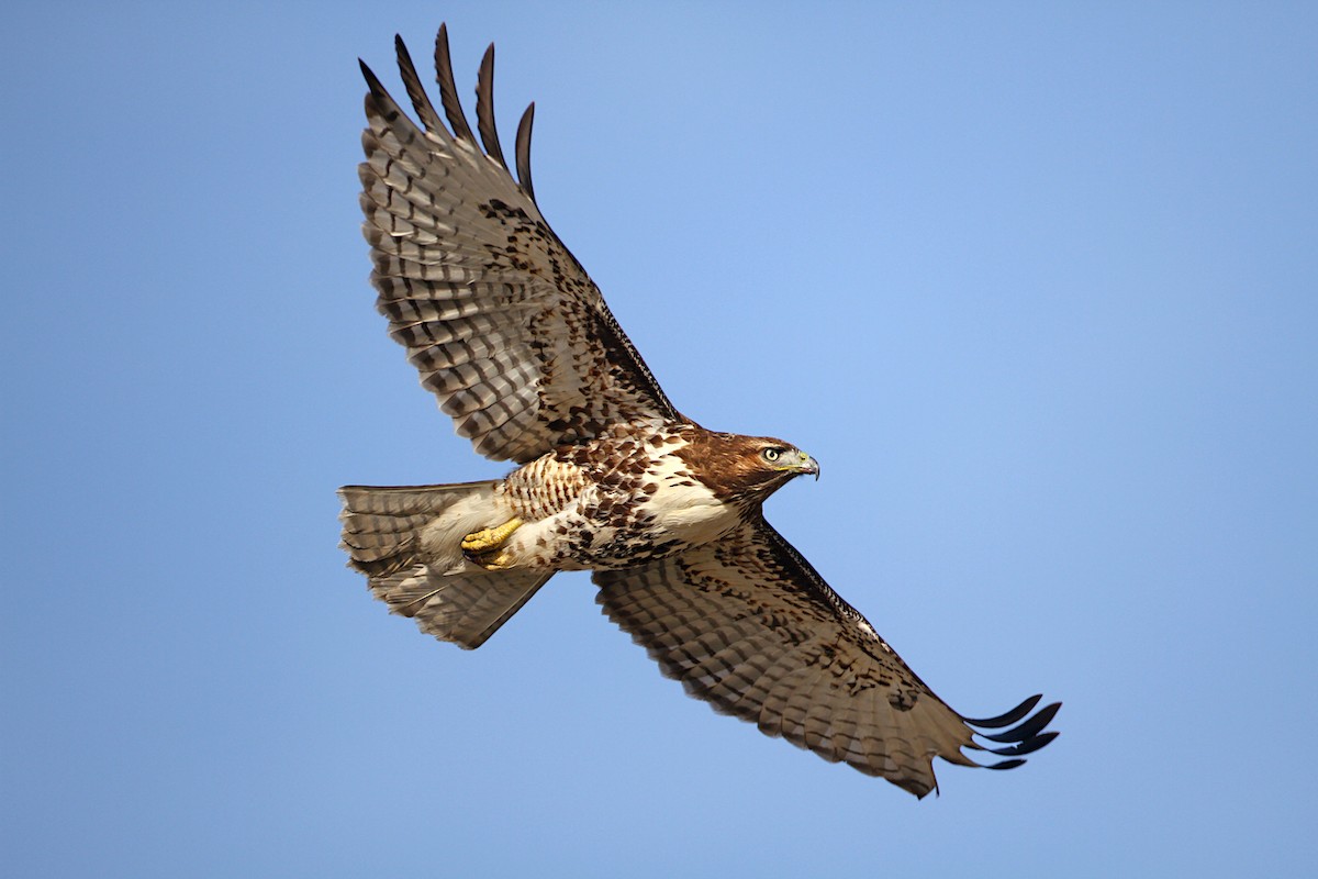 Red-tailed Hawk (calurus/alascensis) - ML241032851
