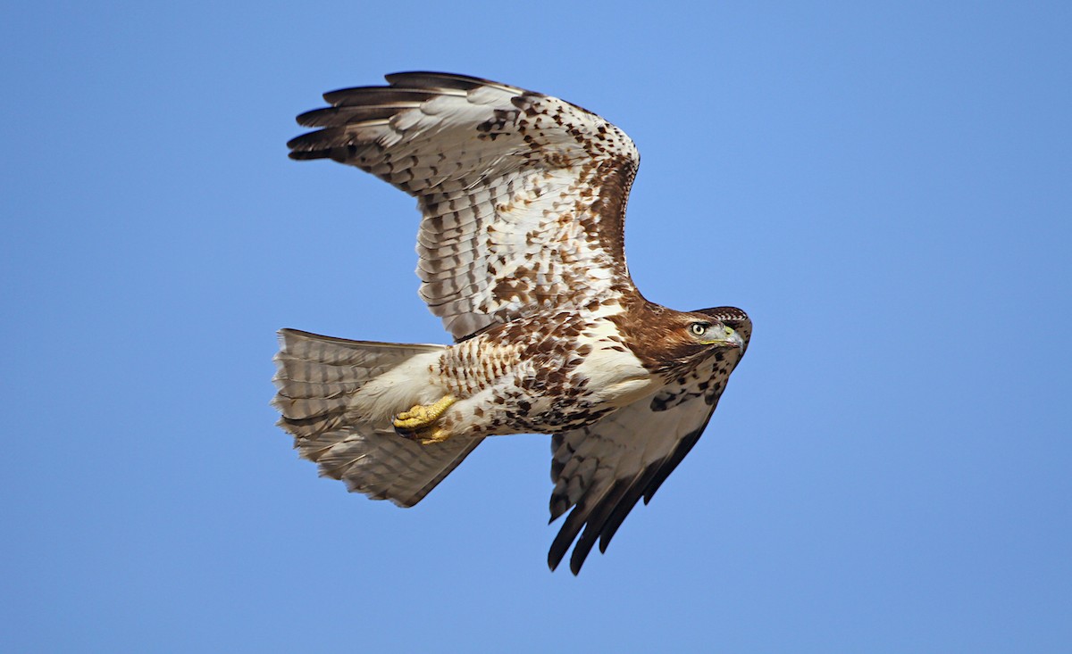 Red-tailed Hawk (calurus/alascensis) - ML241032871
