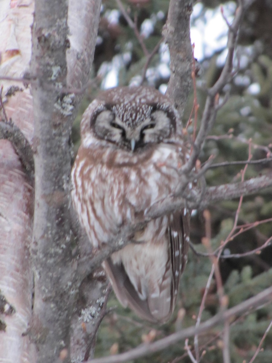 Boreal Owl - ML24103301