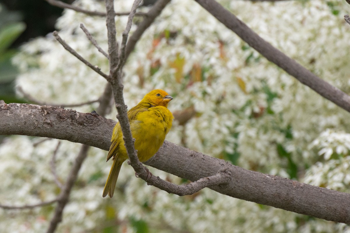 Saffron Finch - ML241033301