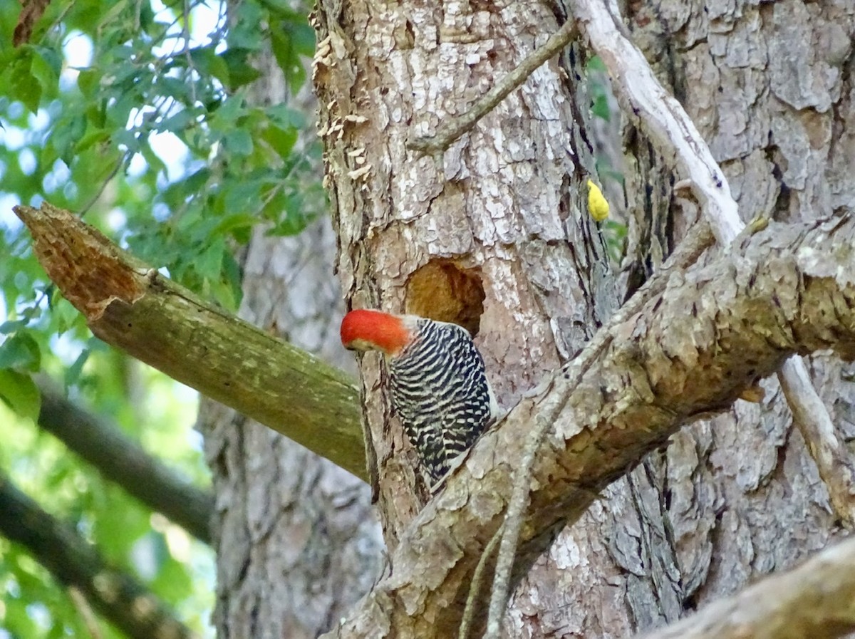 Red-bellied Woodpecker - ML241033351