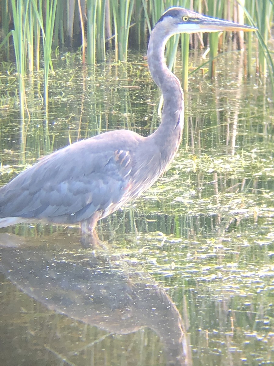 Great Blue Heron (Great Blue) - ML241033491