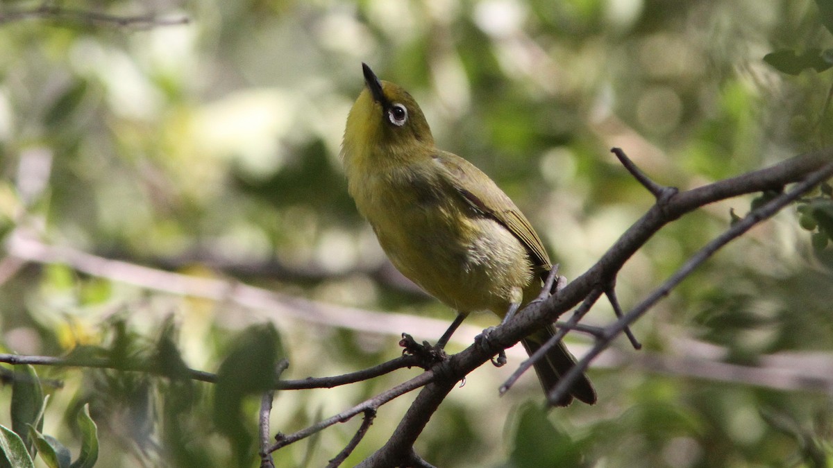 Cape White-eye - ML24103381