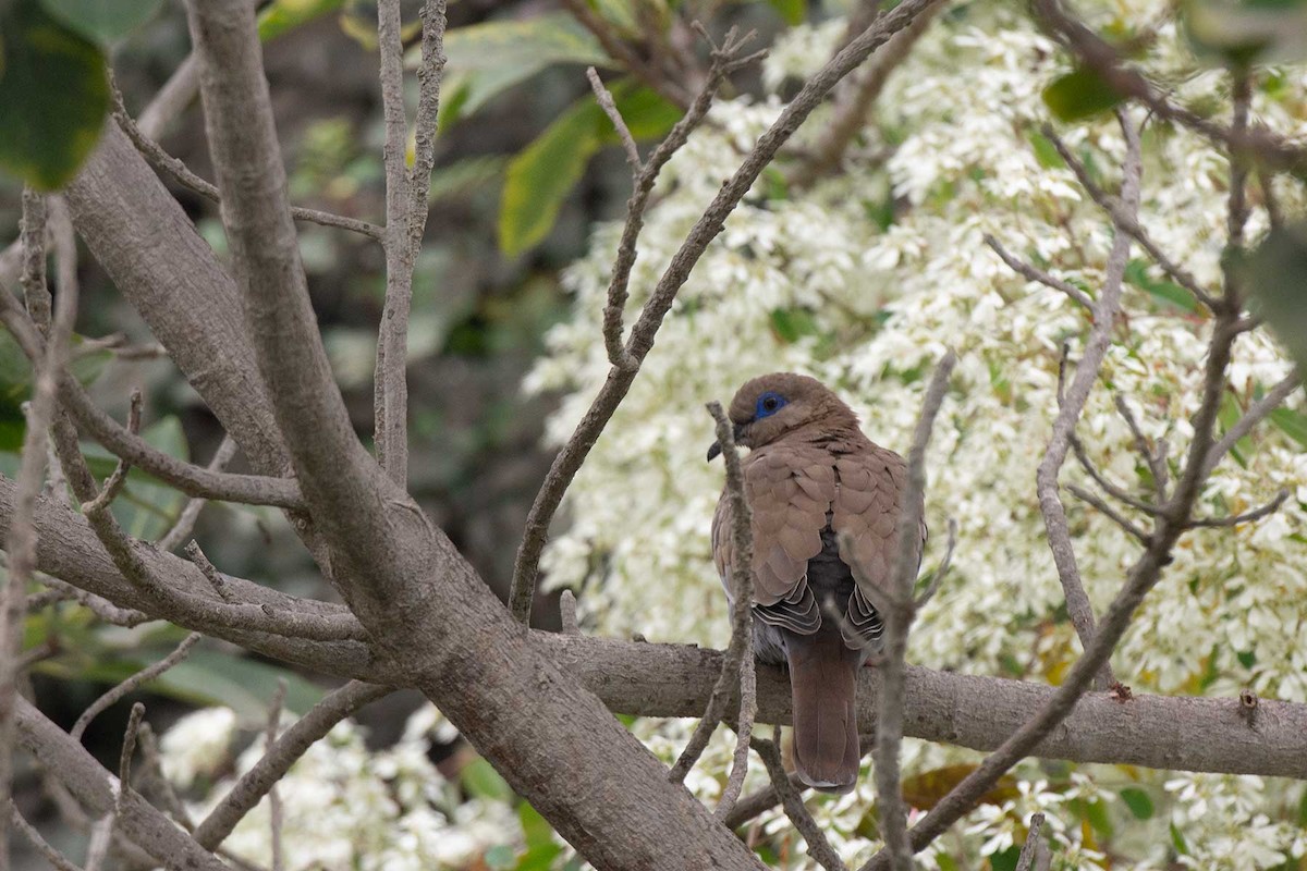 West Peruvian Dove - ML241033881