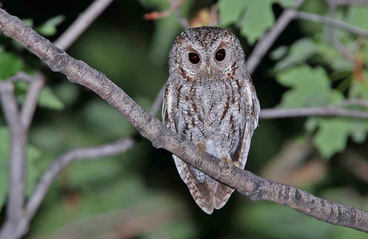 Flammulated Owl - ML241034221