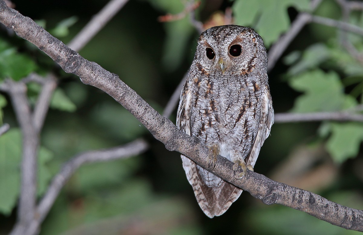 Flammulated Owl - ML241034231