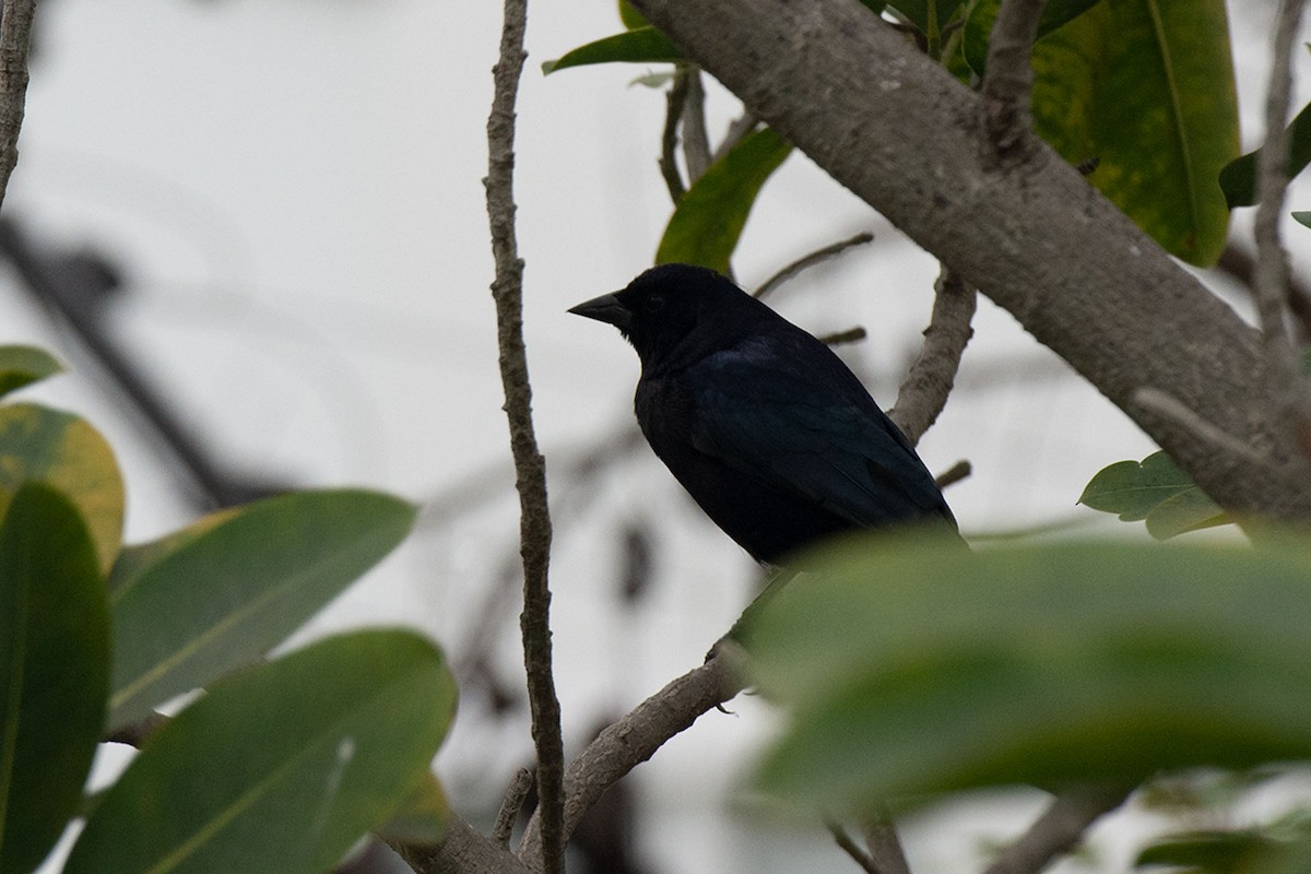 Shiny Cowbird - ML241034421