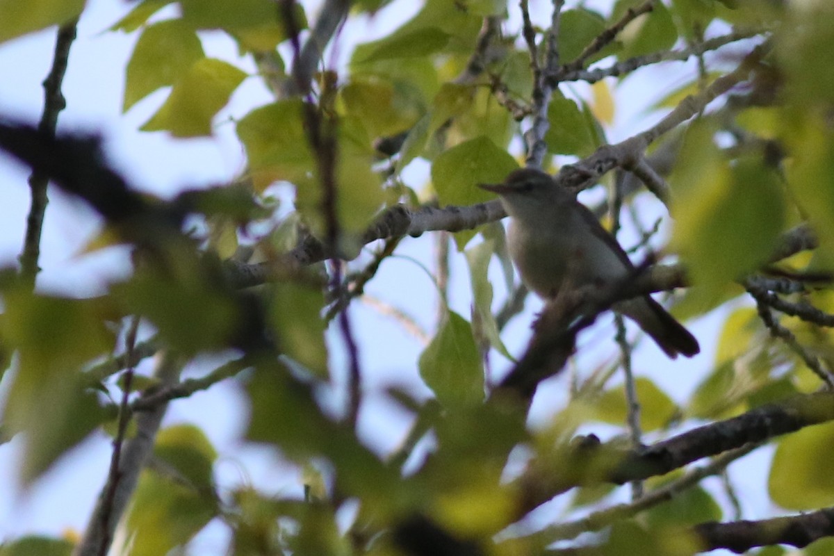 Blyth's Reed Warbler - ML241036061