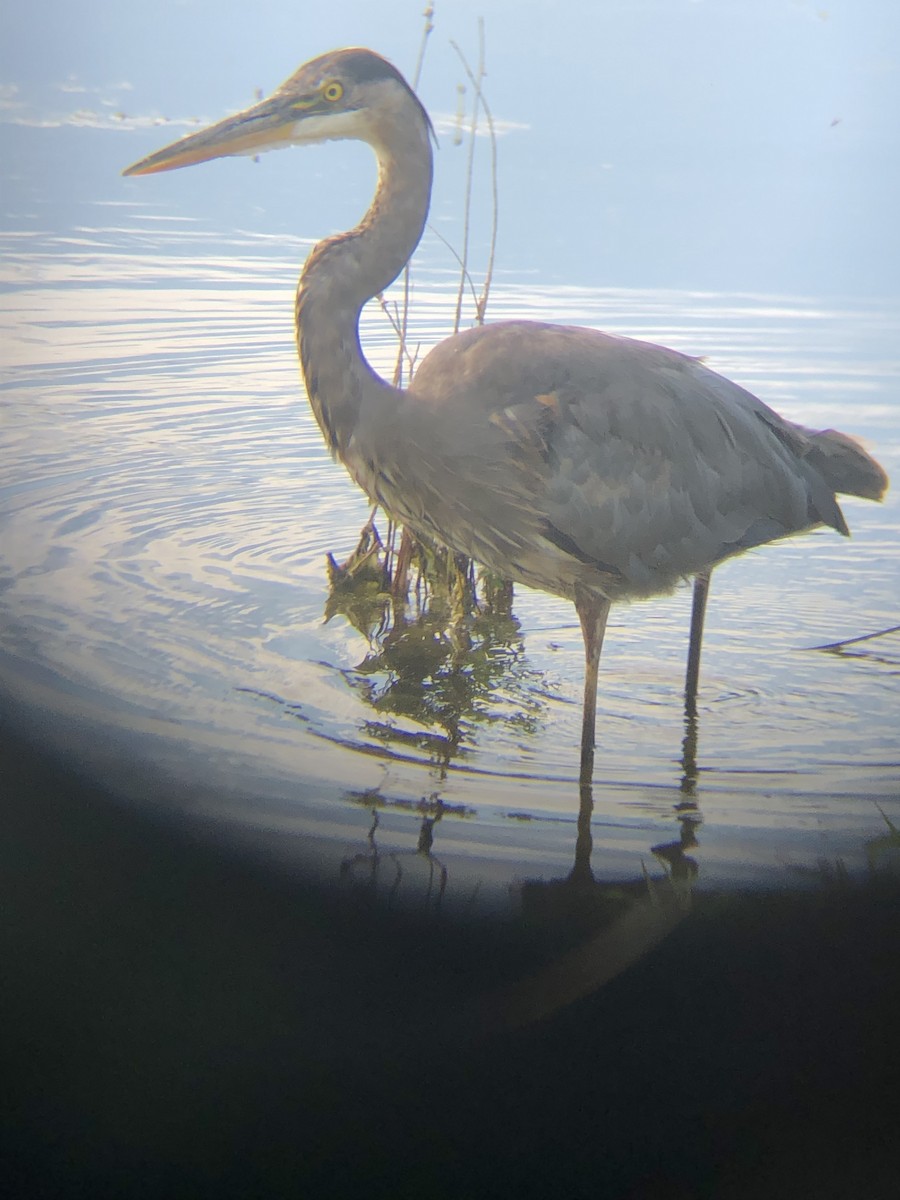 Great Blue Heron (Great Blue) - ML241036131