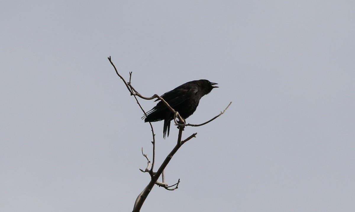 Common Raven - Lindsey Mitchell