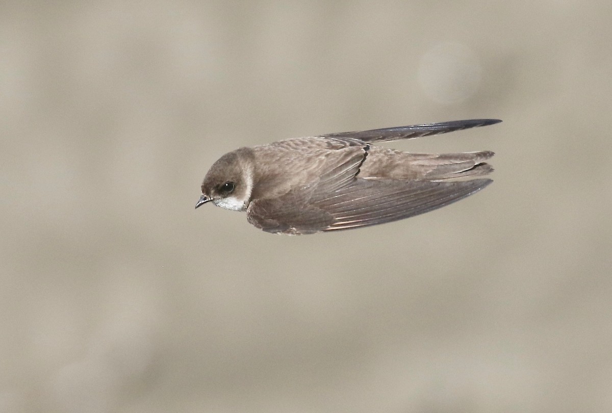 Bank Swallow - ML241036211