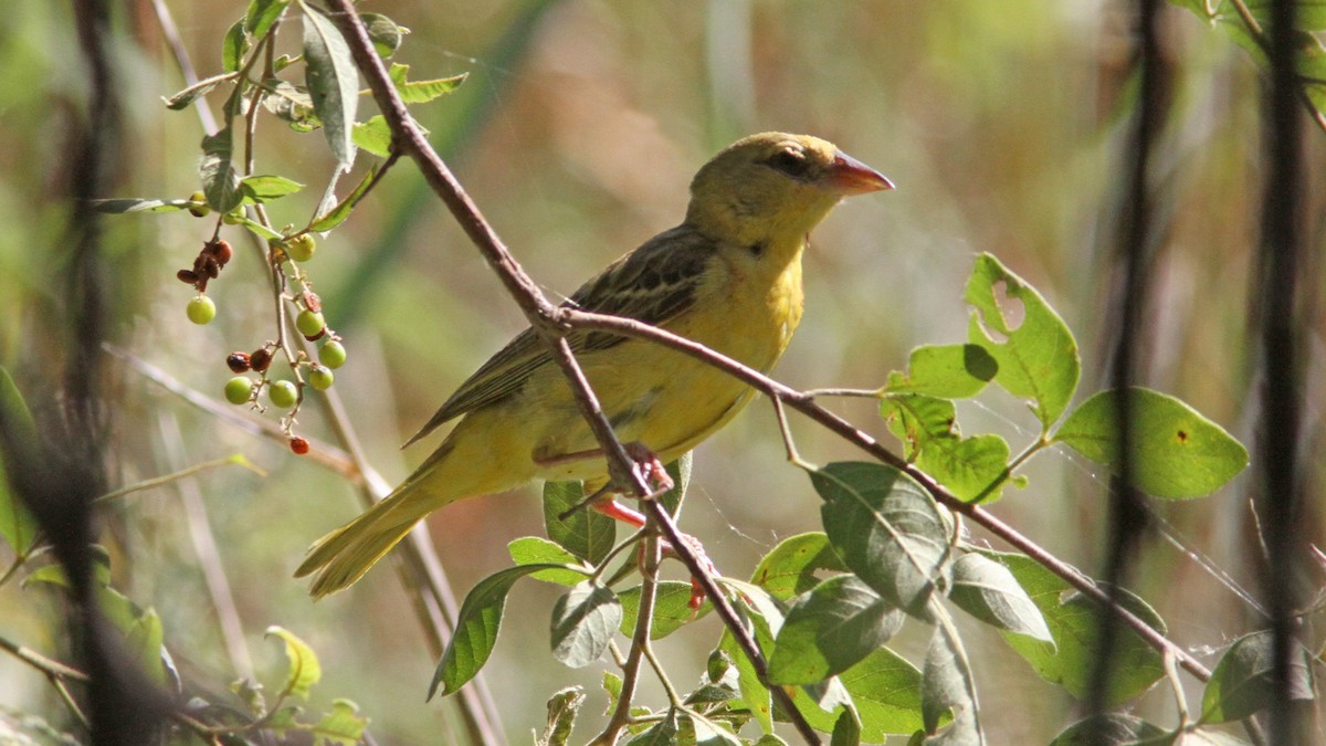 Southern Masked-Weaver - ML24103691