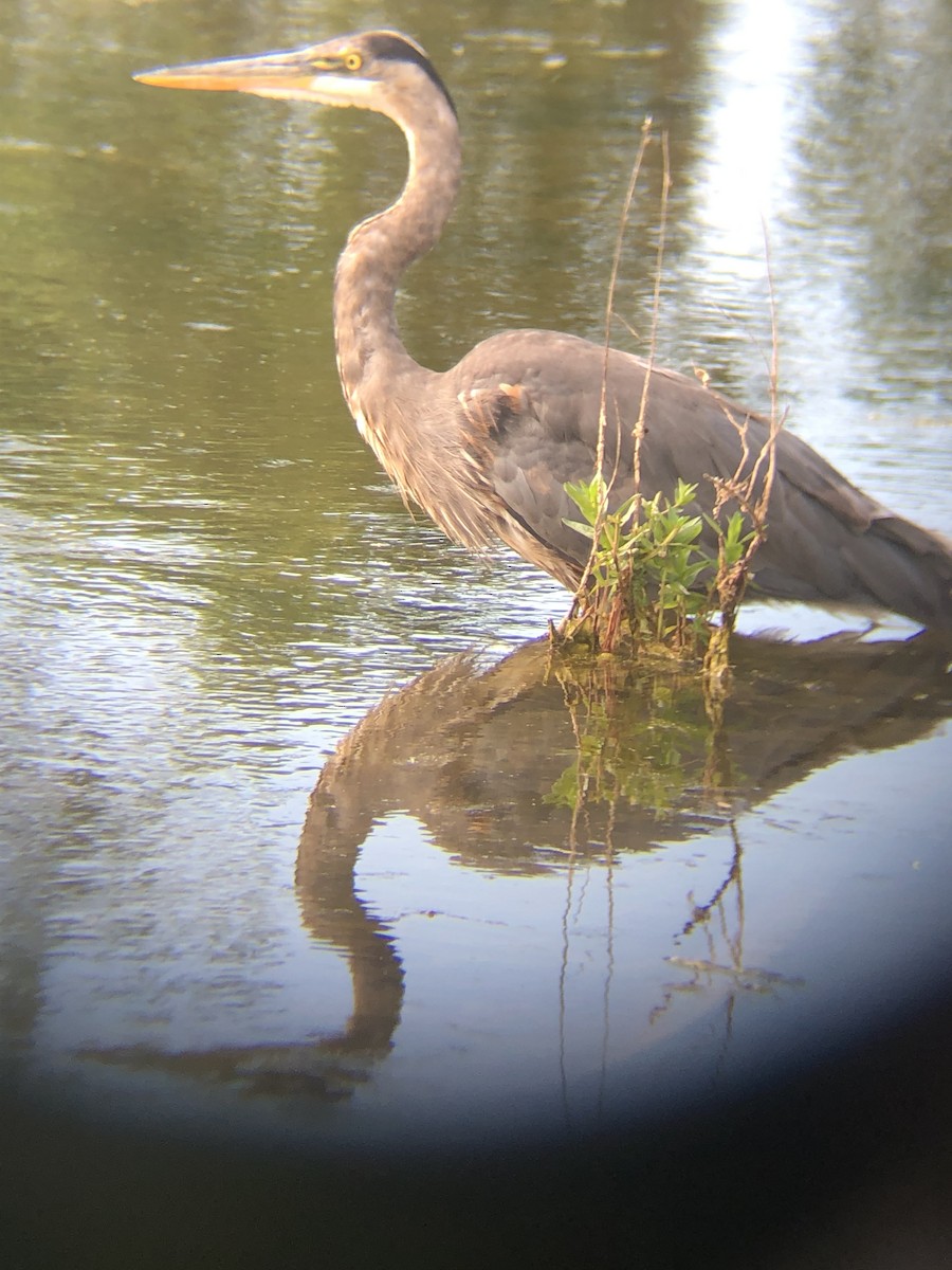 Great Blue Heron (Great Blue) - ML241036921