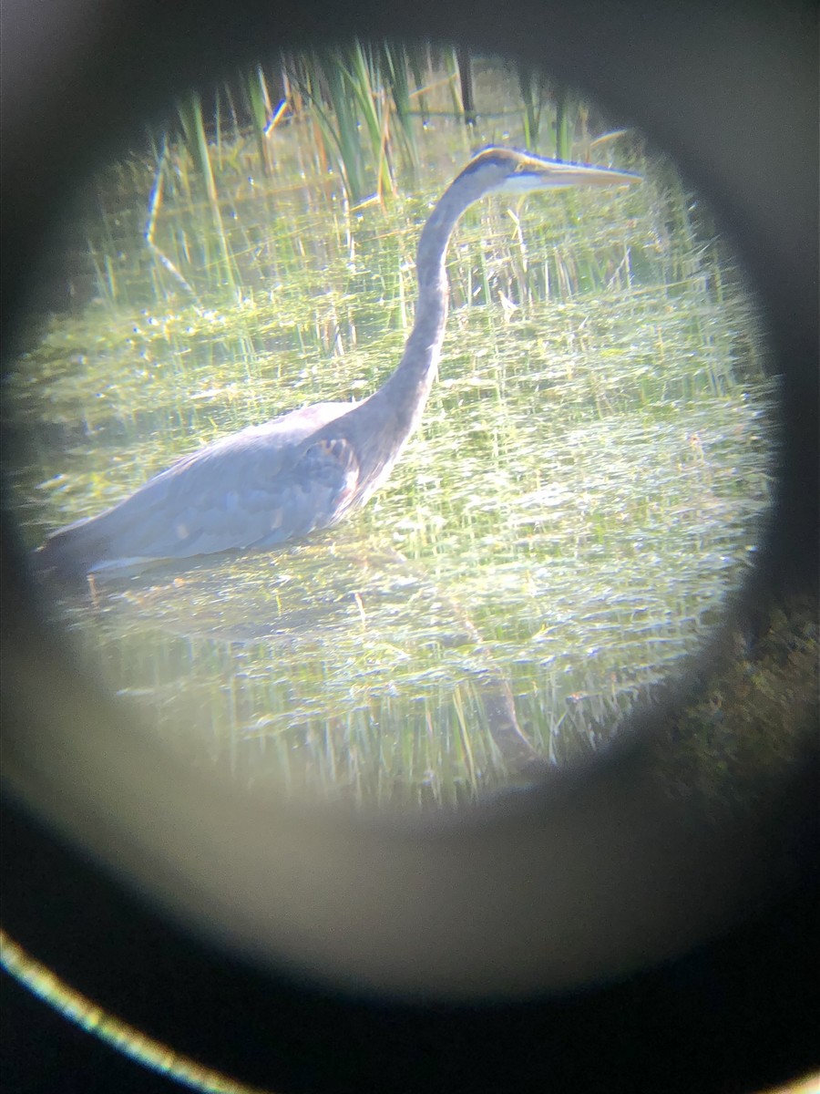 Great Blue Heron (Great Blue) - ML241037431