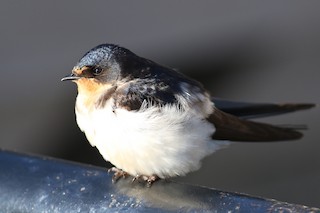 ツバメ 雑種 ツバメ x ニシイワツバメ - eBird