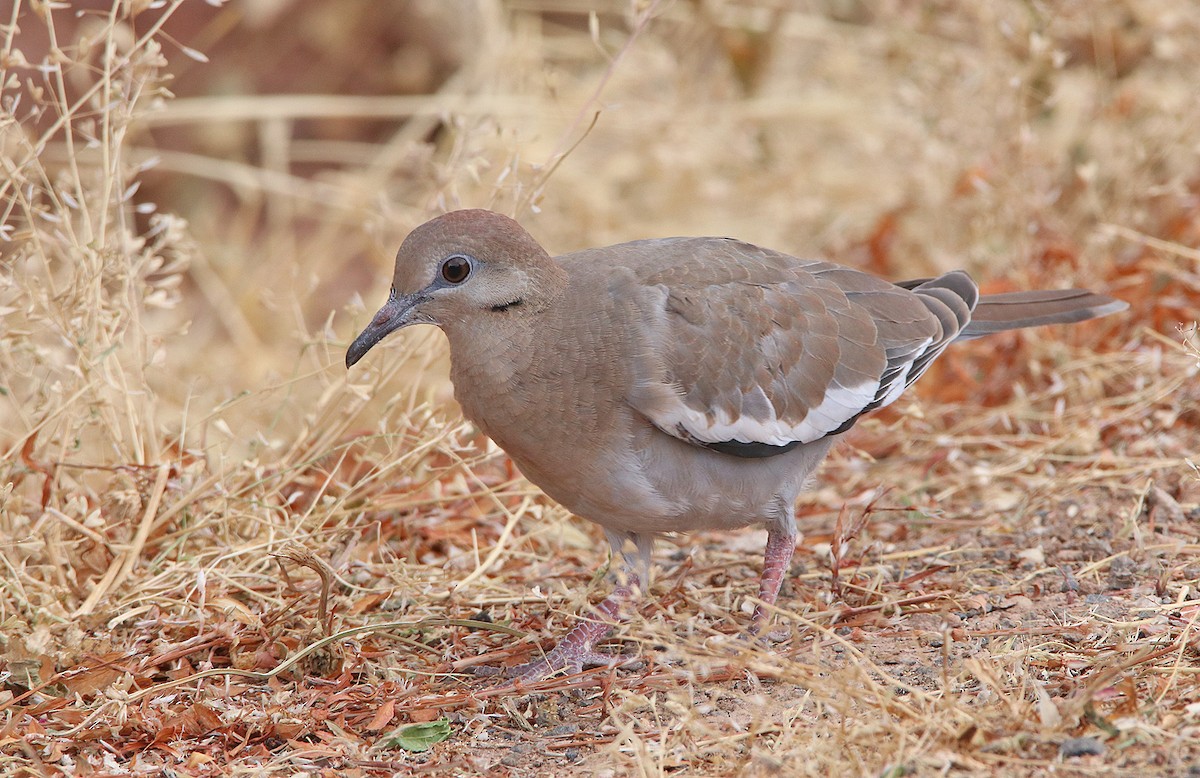 White-winged Dove - ML241038061