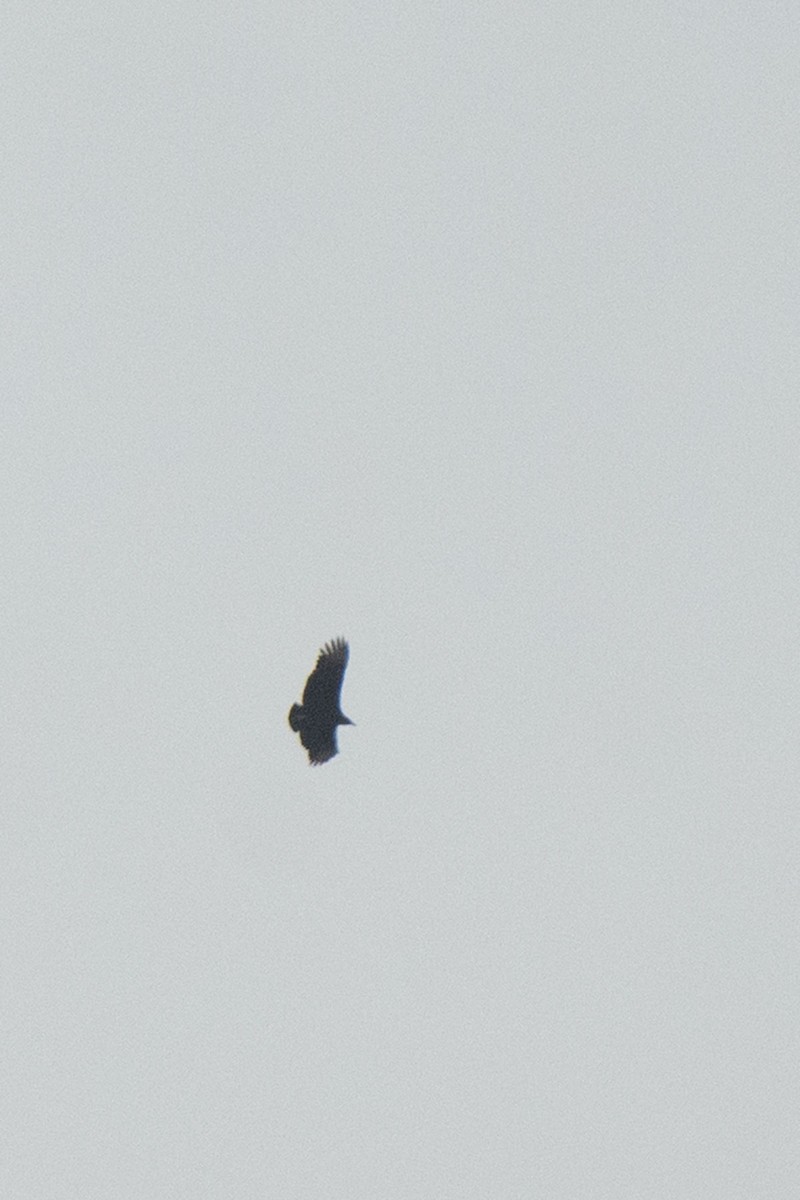 Black Vulture - ML241038141