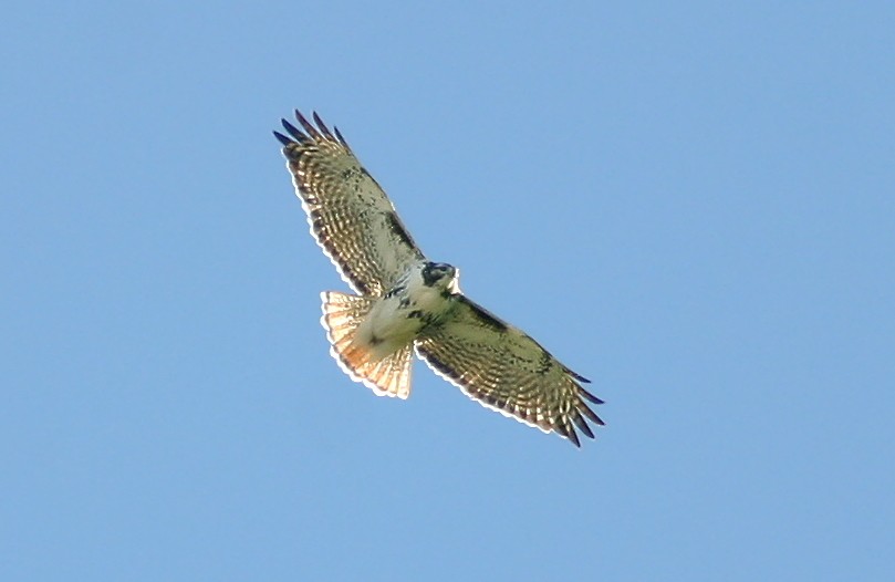 Red-tailed Hawk (Harlan's) - ML241039091