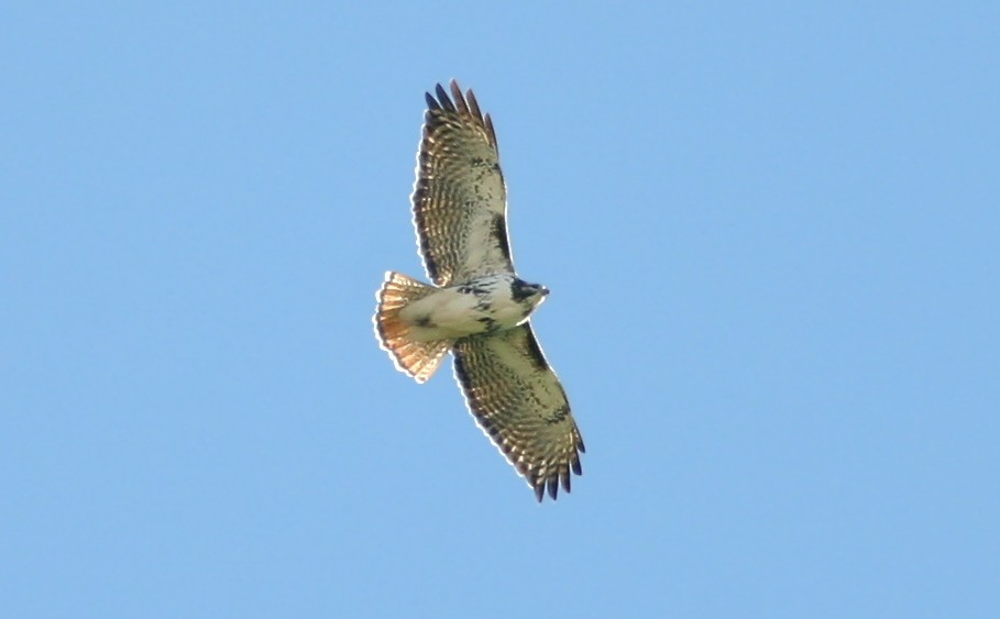Red-tailed Hawk (Harlan's) - ML241039151
