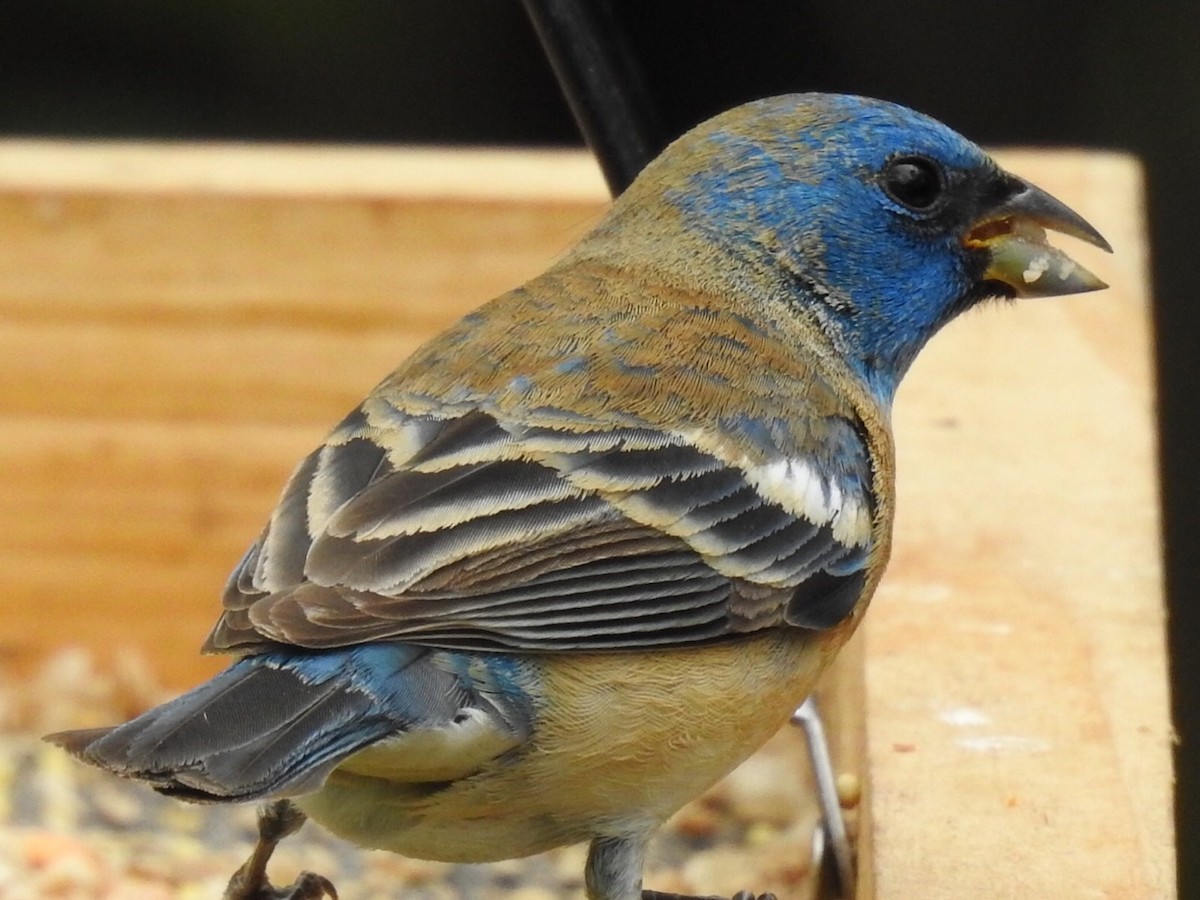 Lazuli x Indigo Bunting (hybrid) - ML241039461