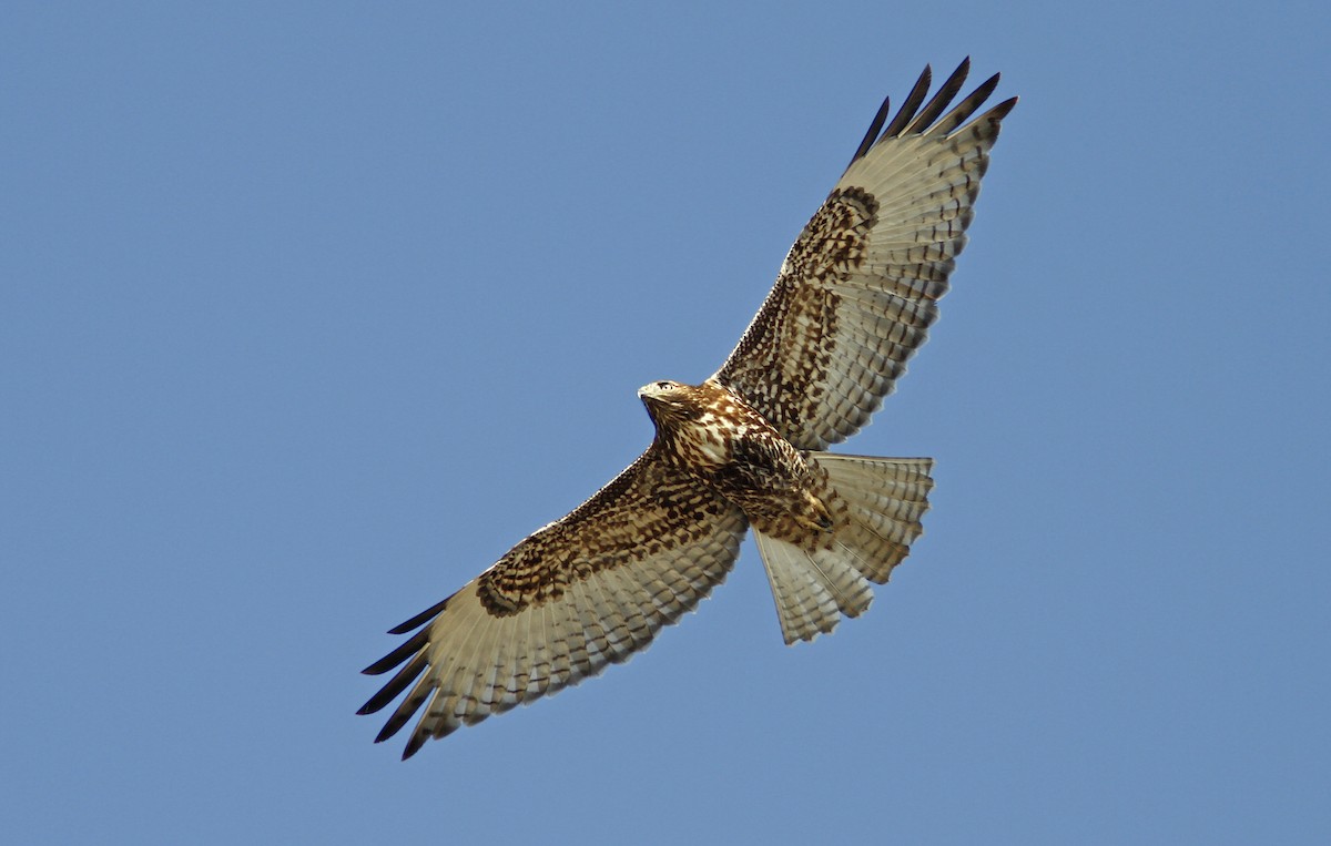 Red-tailed Hawk (calurus/alascensis) - ML241040371