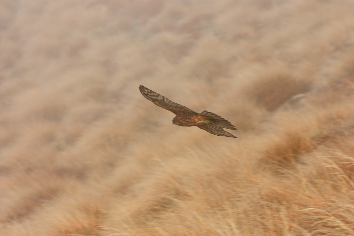 New Zealand Falcon - ML241041061
