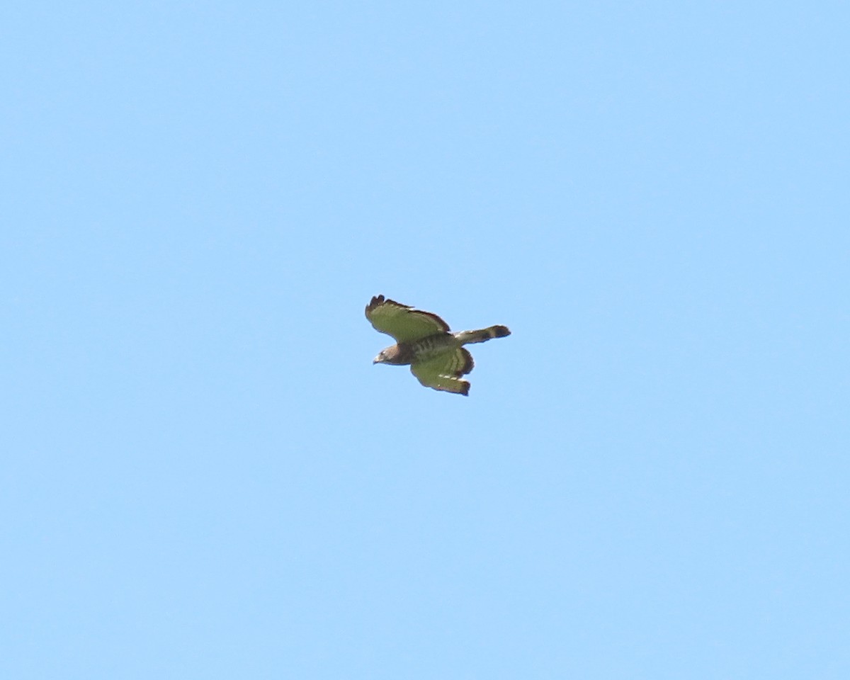 Broad-winged Hawk - ML241041441