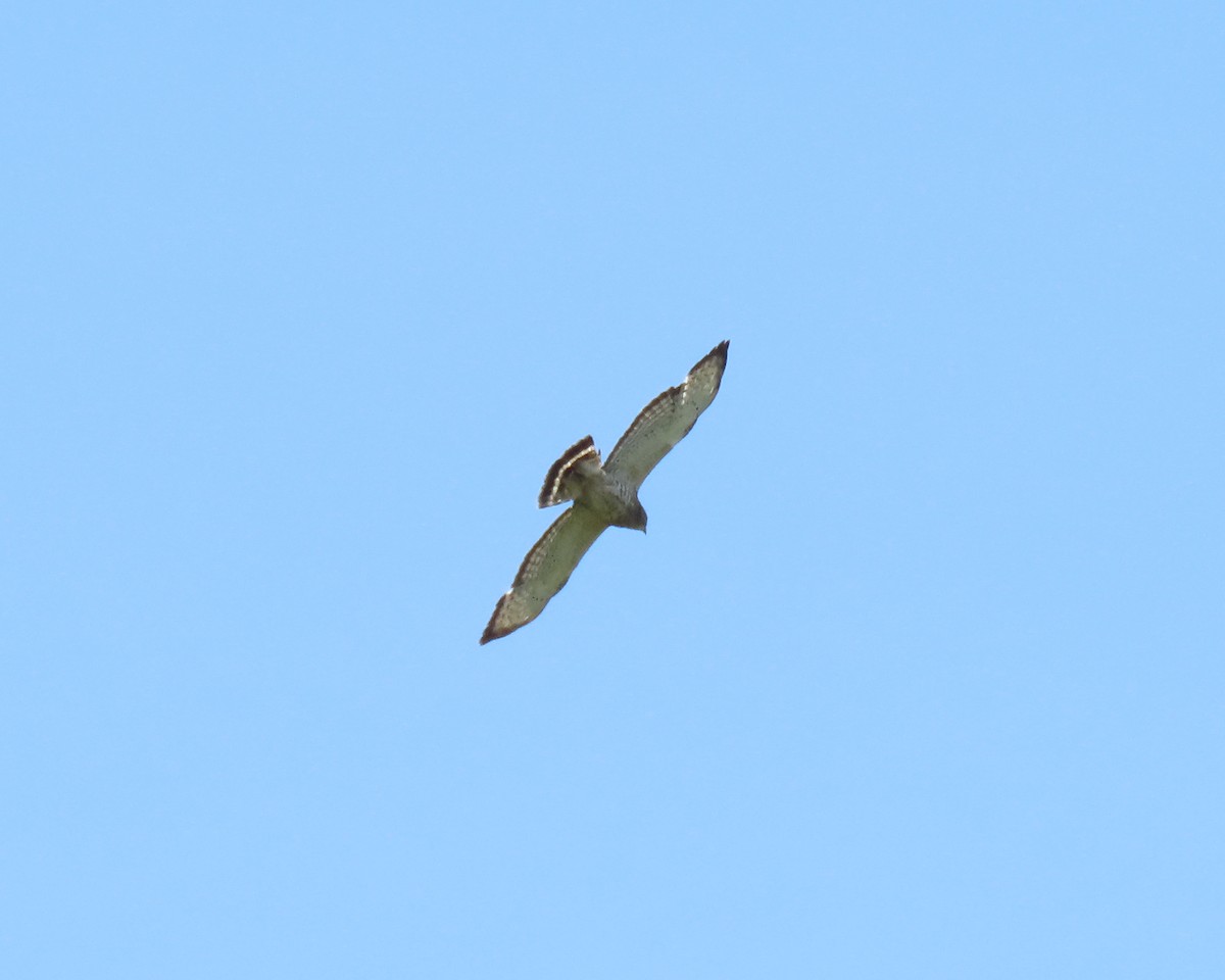 Broad-winged Hawk - ML241041451
