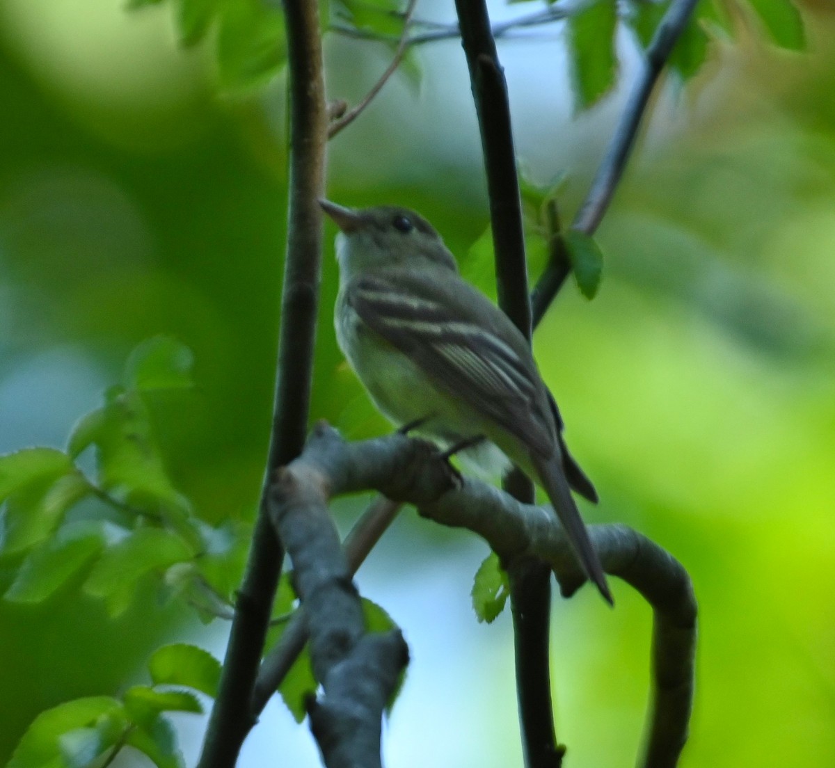 Acadian Flycatcher - ML241042771
