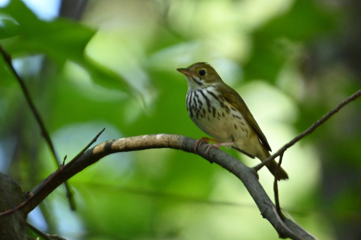 Ovenbird - ML241042871