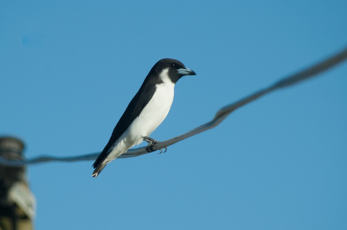 Fiji Woodswallow - ML241043751