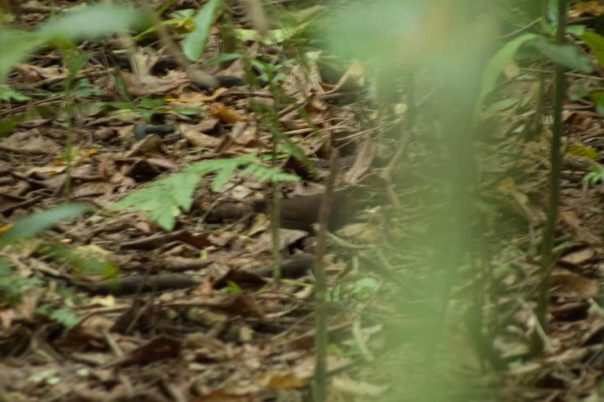 Shy Ground Dove - ML241044011