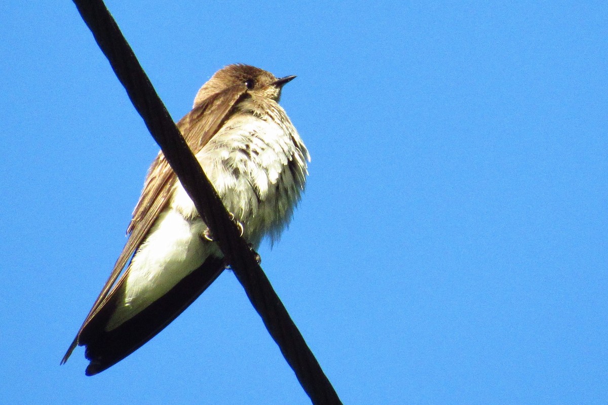 Northern Rough-winged Swallow - ML241044911