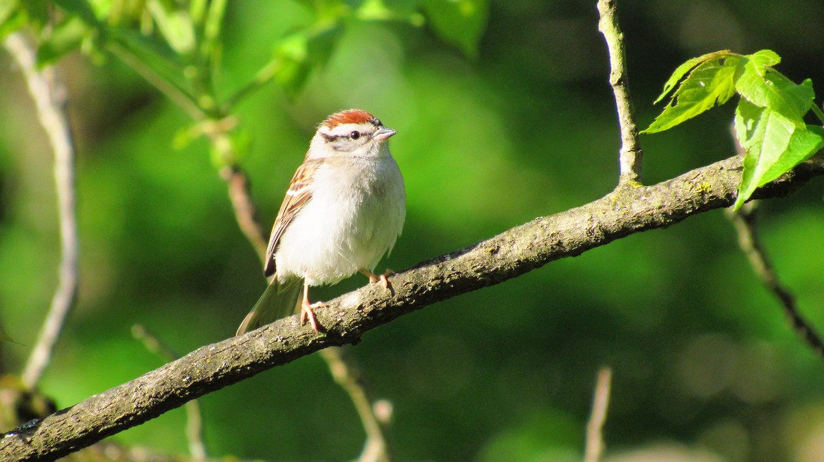 Chipping Sparrow - Eric Walther