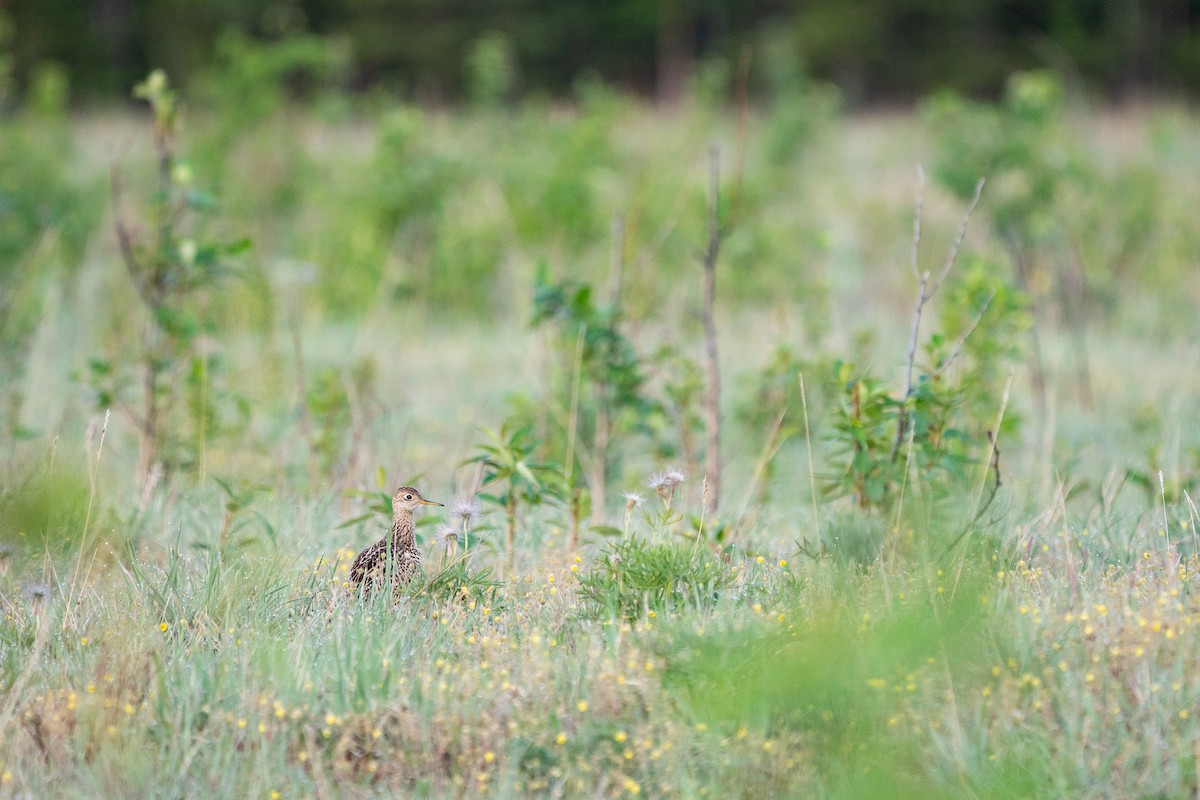 Upland Sandpiper - ML241048451