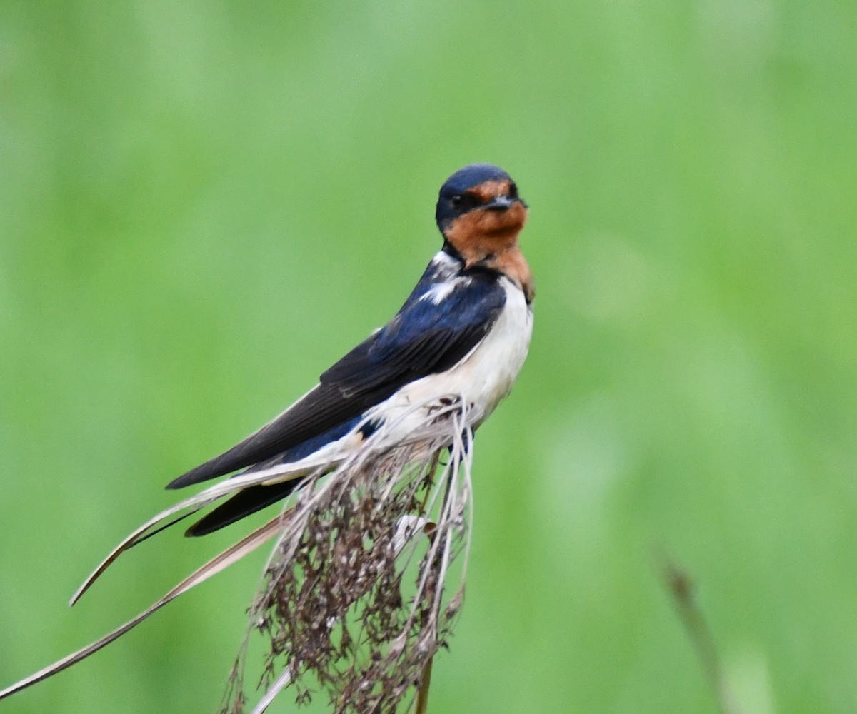 Barn Swallow - ML241049251