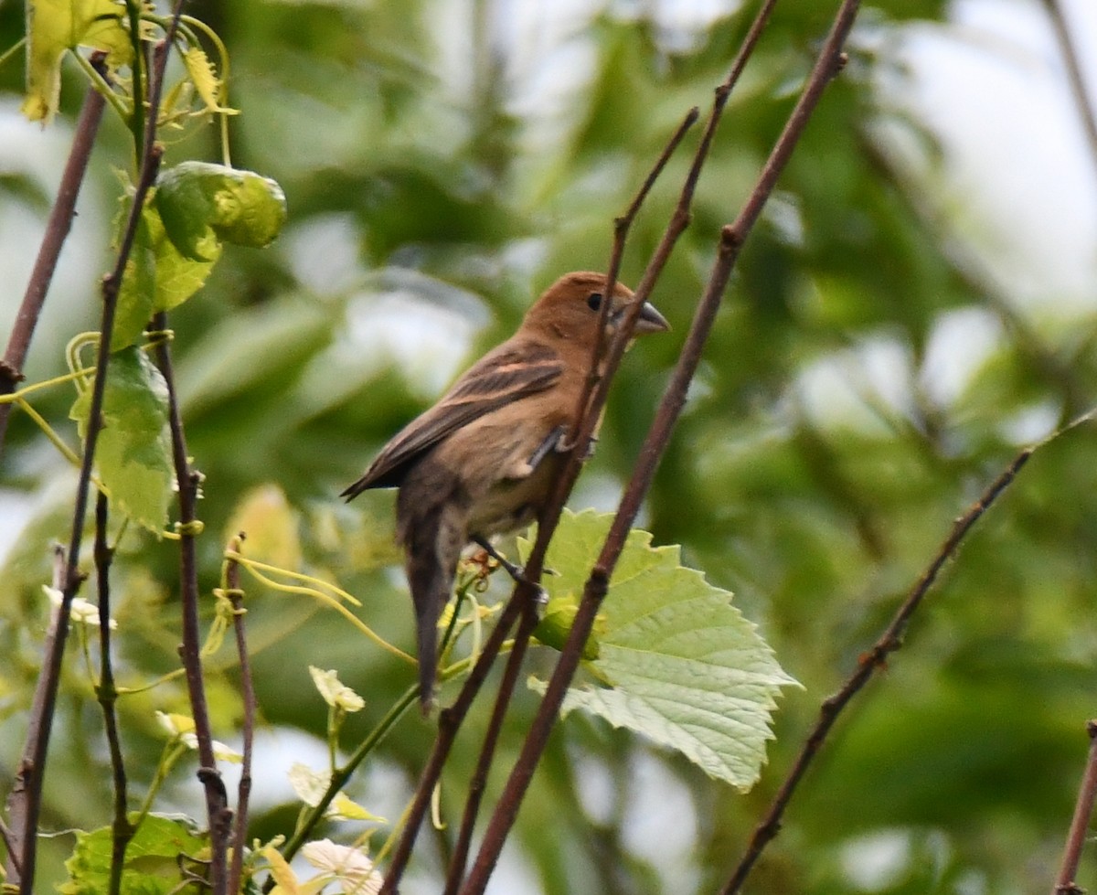 Blue Grosbeak - Matt Mason