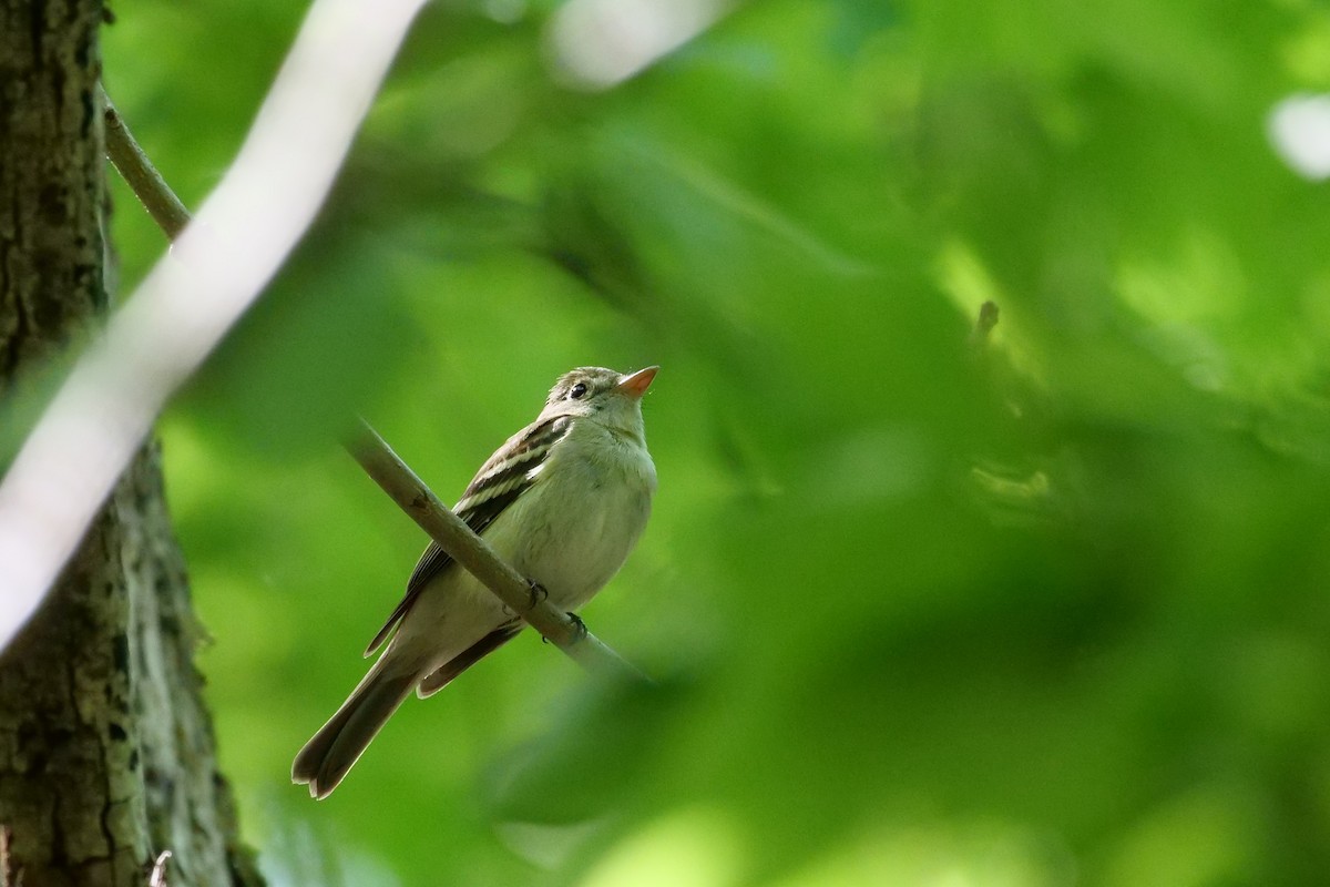 Acadian Flycatcher - Russ Smiley