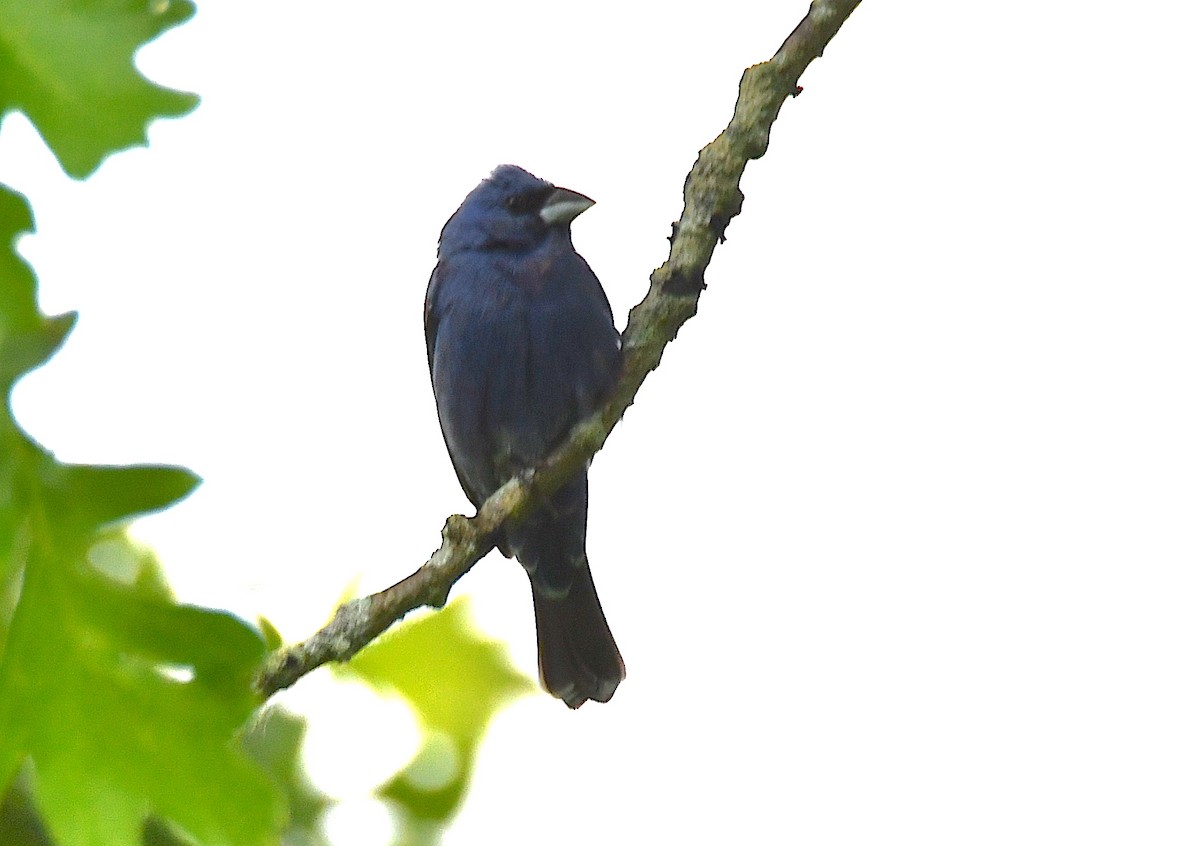 Blue Grosbeak - Matt Mason