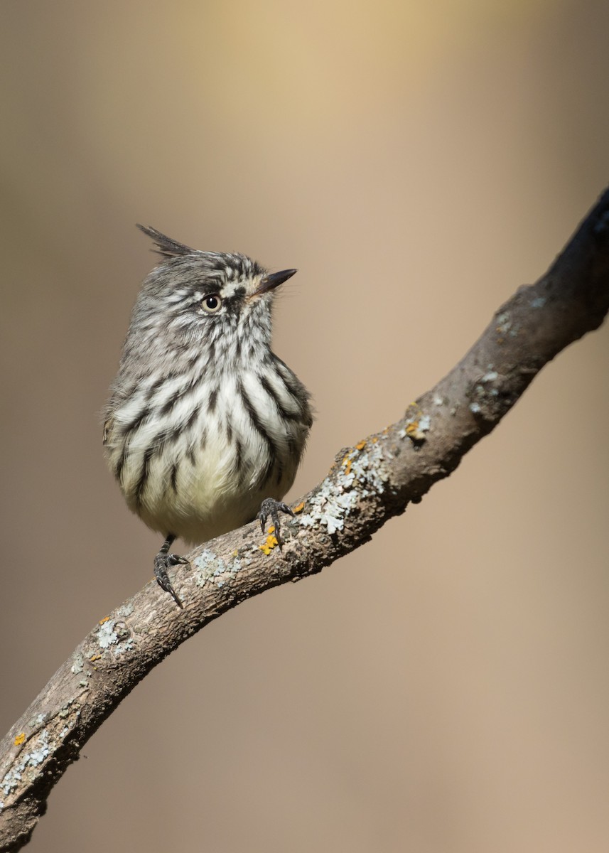 Tufted Tit-Tyrant - ML241050791